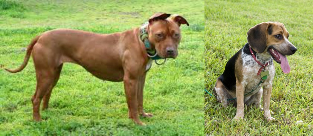 Bluetick Beagle vs American Pit Bull Terrier - Breed Comparison