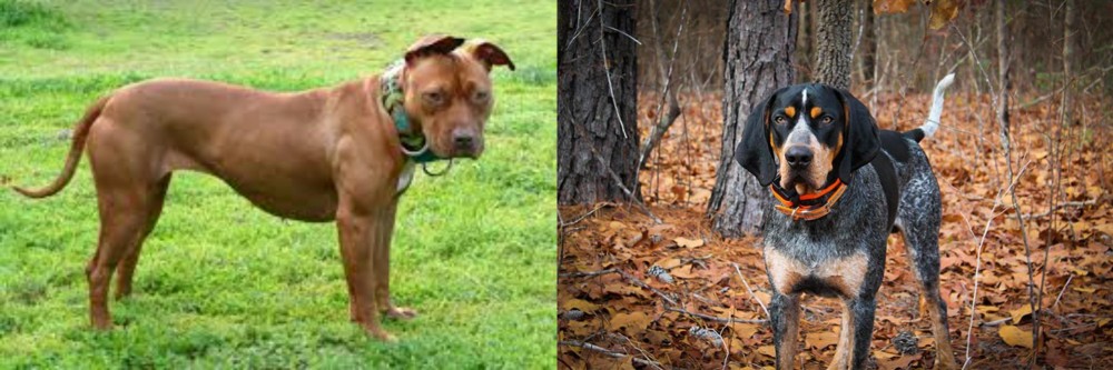 Bluetick Coonhound vs American Pit Bull Terrier - Breed Comparison