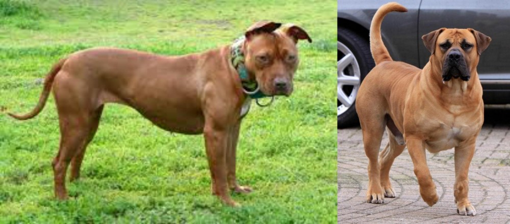Boerboel vs American Pit Bull Terrier - Breed Comparison