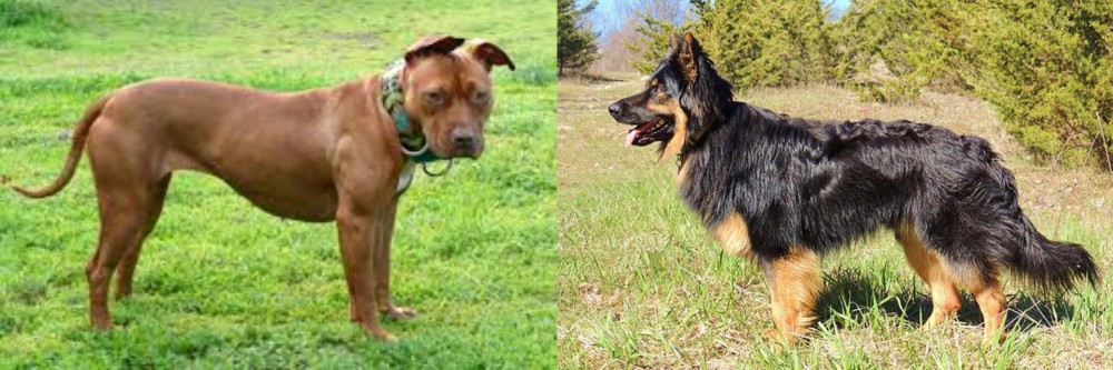 Bohemian Shepherd vs American Pit Bull Terrier - Breed Comparison