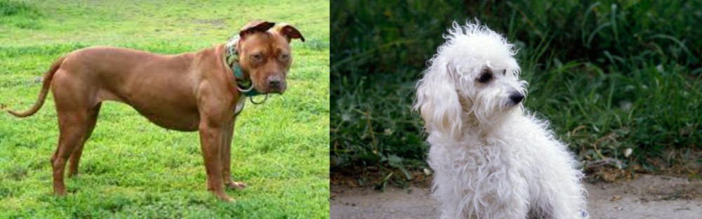 Bolognese vs American Pit Bull Terrier - Breed Comparison