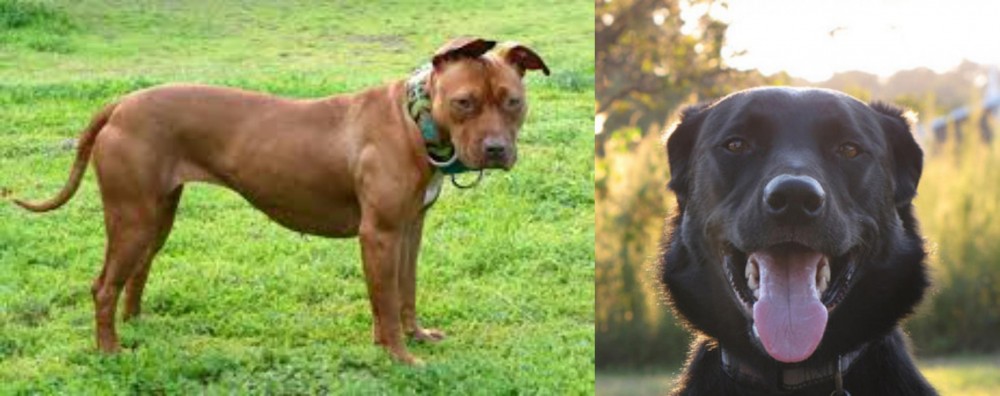 Borador vs American Pit Bull Terrier - Breed Comparison
