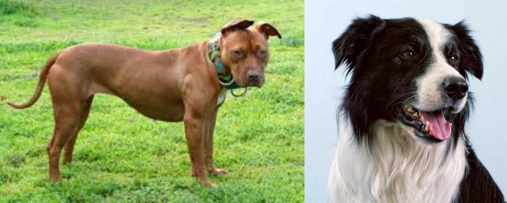 Border Collie vs American Pit Bull Terrier - Breed Comparison