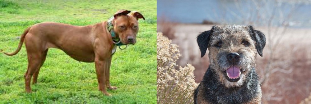 Border Terrier vs American Pit Bull Terrier - Breed Comparison