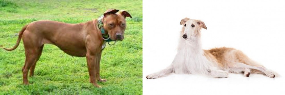 Borzoi vs American Pit Bull Terrier - Breed Comparison