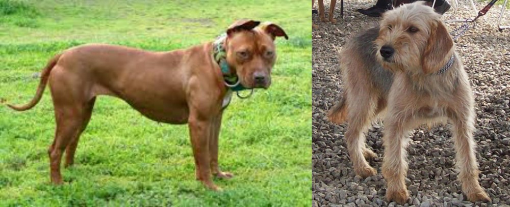 Bosnian Coarse-Haired Hound vs American Pit Bull Terrier - Breed Comparison