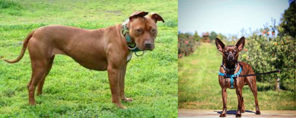 Bospin vs American Pit Bull Terrier - Breed Comparison