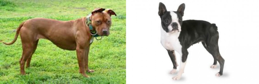 Boston Terrier vs American Pit Bull Terrier - Breed Comparison