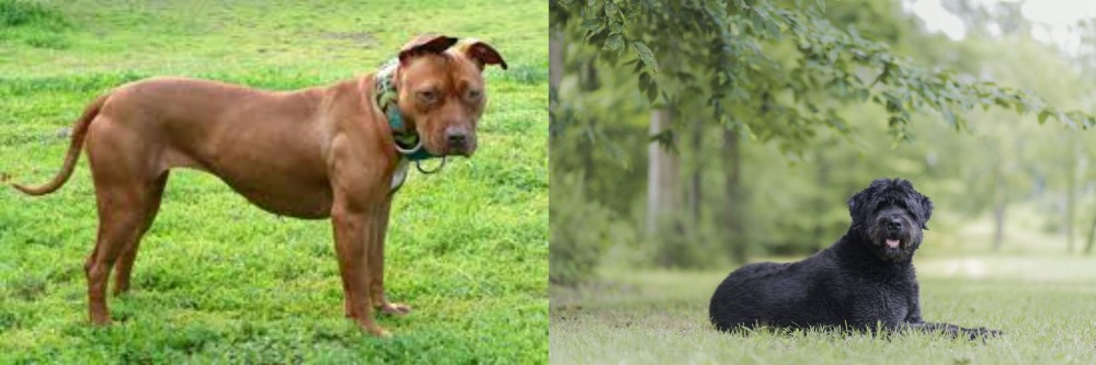 Bouvier des Flandres vs American Pit Bull Terrier - Breed Comparison