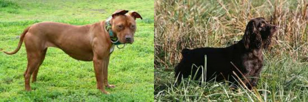 Boykin Spaniel vs American Pit Bull Terrier - Breed Comparison