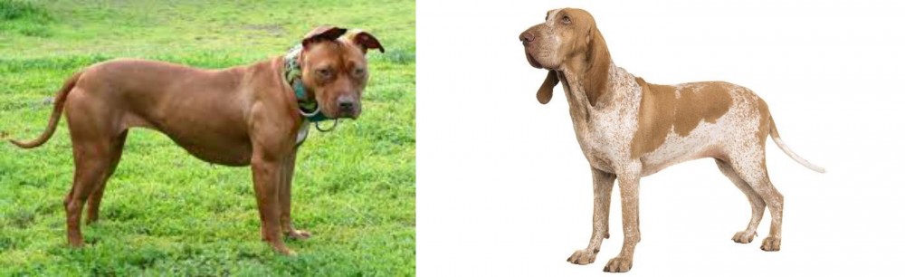 Bracco Italiano vs American Pit Bull Terrier - Breed Comparison