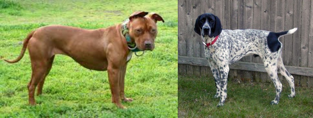 Braque d'Auvergne vs American Pit Bull Terrier - Breed Comparison