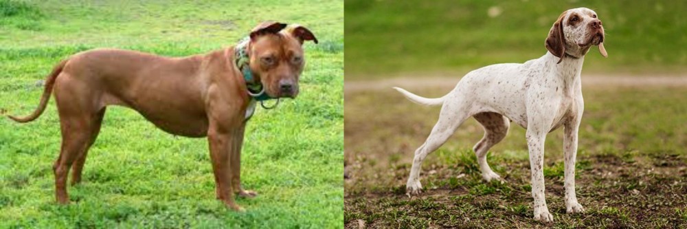 Braque du Bourbonnais vs American Pit Bull Terrier - Breed Comparison