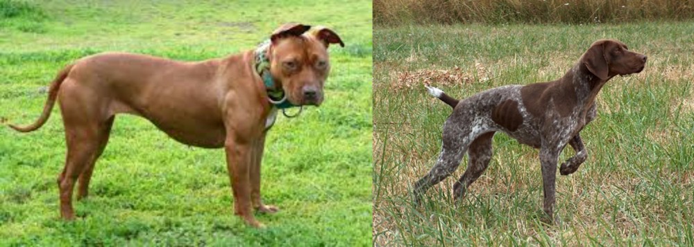 Braque Francais vs American Pit Bull Terrier - Breed Comparison