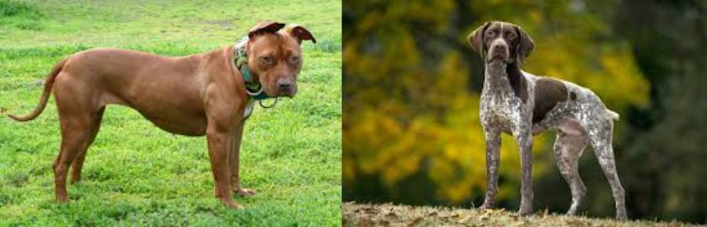 Braque Francais (Gascogne Type) vs American Pit Bull Terrier - Breed Comparison