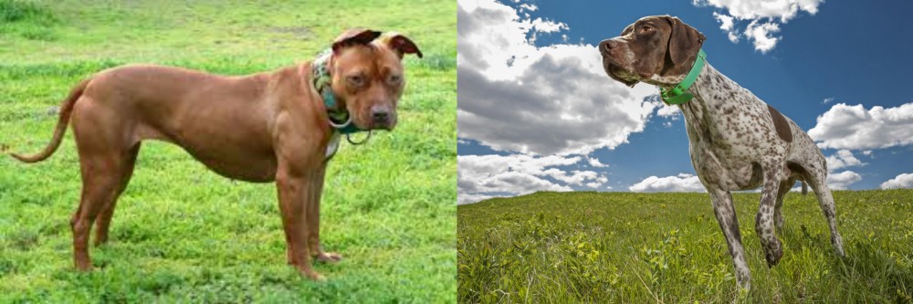 Braque Francais (Pyrenean Type) vs American Pit Bull Terrier - Breed Comparison
