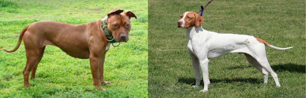 Braque Saint-Germain vs American Pit Bull Terrier - Breed Comparison