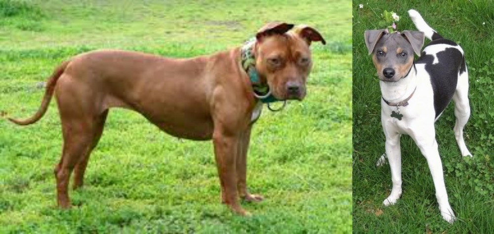 Brazilian Terrier vs American Pit Bull Terrier - Breed Comparison