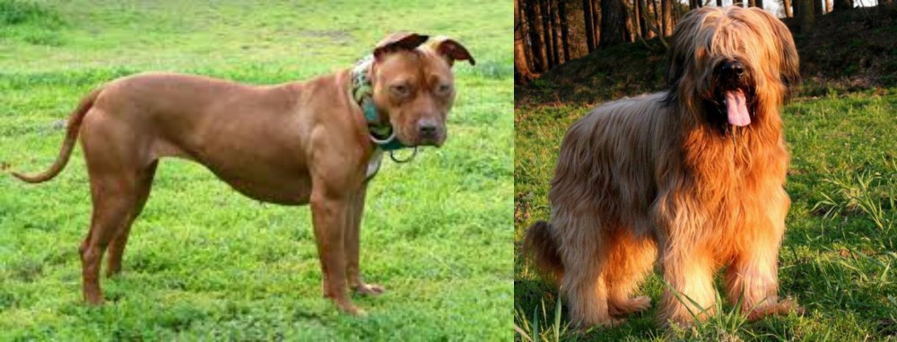 Briard vs American Pit Bull Terrier - Breed Comparison