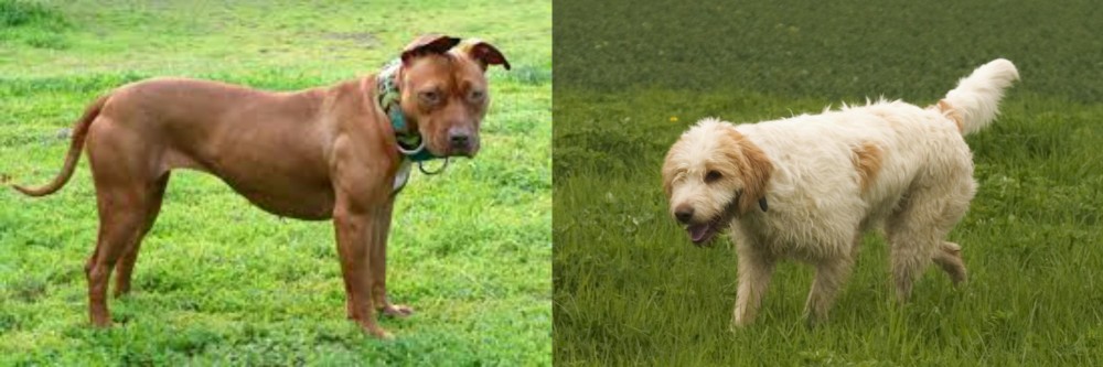 Briquet Griffon Vendeen vs American Pit Bull Terrier - Breed Comparison