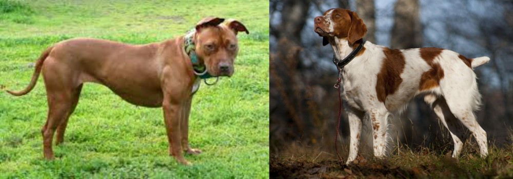 Brittany vs American Pit Bull Terrier - Breed Comparison