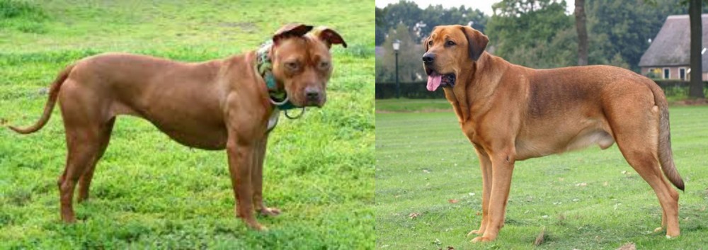 Broholmer vs American Pit Bull Terrier - Breed Comparison
