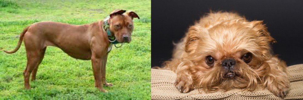 Brug vs American Pit Bull Terrier - Breed Comparison