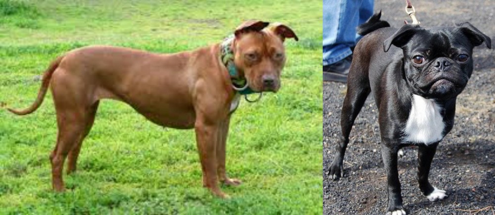 Bugg vs American Pit Bull Terrier - Breed Comparison