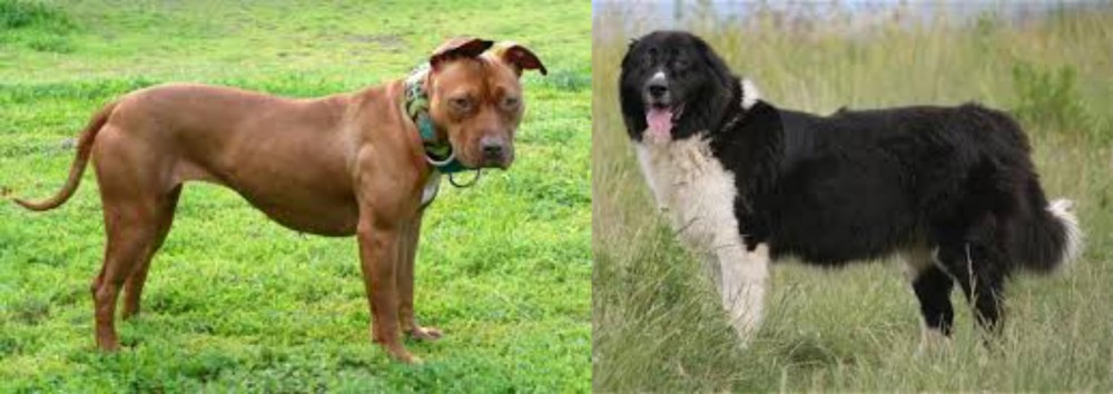 Bulgarian Shepherd vs American Pit Bull Terrier - Breed Comparison