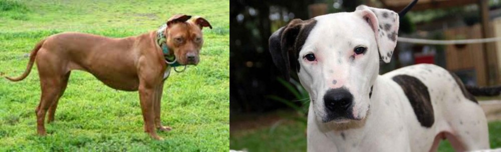 Bull Arab vs American Pit Bull Terrier - Breed Comparison