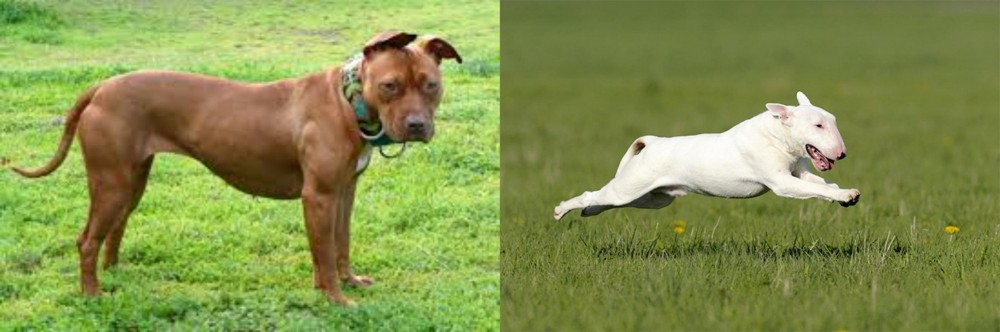 Bull Terrier vs American Pit Bull Terrier - Breed Comparison