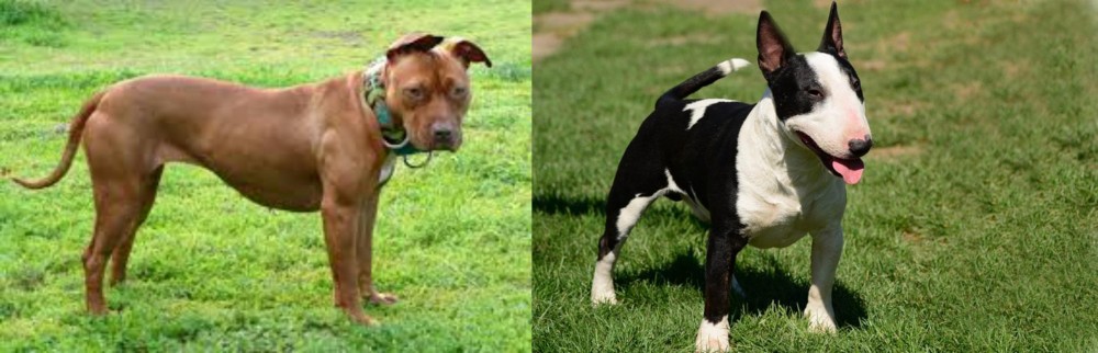 Bull Terrier Miniature vs American Pit Bull Terrier - Breed Comparison