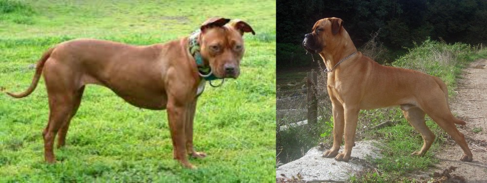 Bullmastiff vs American Pit Bull Terrier - Breed Comparison