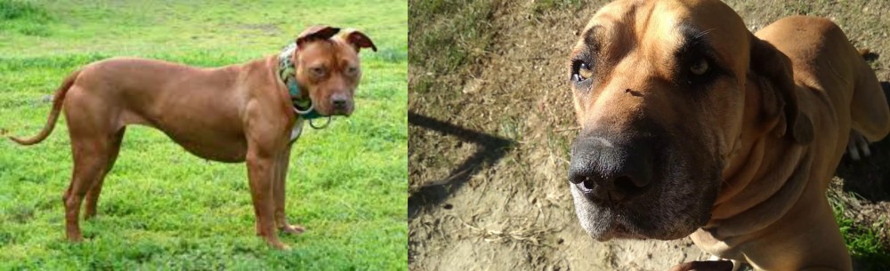 Cabecudo Boiadeiro vs American Pit Bull Terrier - Breed Comparison
