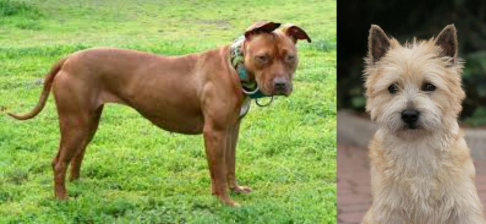 Cairn Terrier vs American Pit Bull Terrier - Breed Comparison