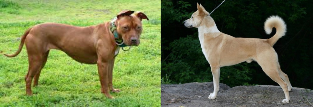 Canaan Dog vs American Pit Bull Terrier - Breed Comparison
