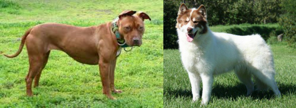 Canadian Eskimo Dog vs American Pit Bull Terrier - Breed Comparison