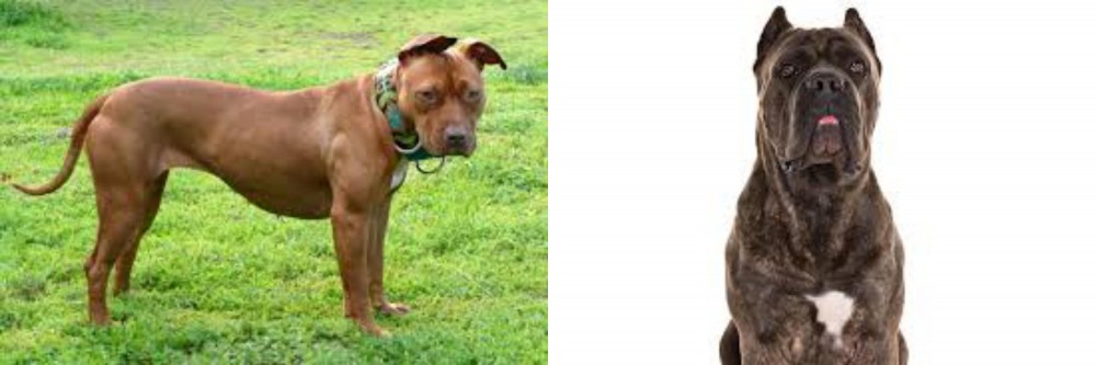 Cane Corso vs American Pit Bull Terrier - Breed Comparison