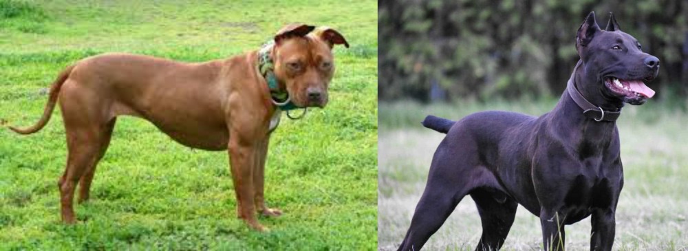 Canis Panther vs American Pit Bull Terrier - Breed Comparison