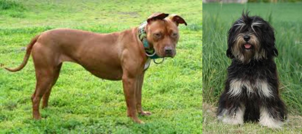 Cao da Serra de Aires vs American Pit Bull Terrier - Breed Comparison