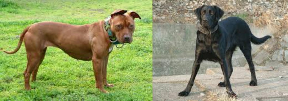 Cao de Castro Laboreiro vs American Pit Bull Terrier - Breed Comparison