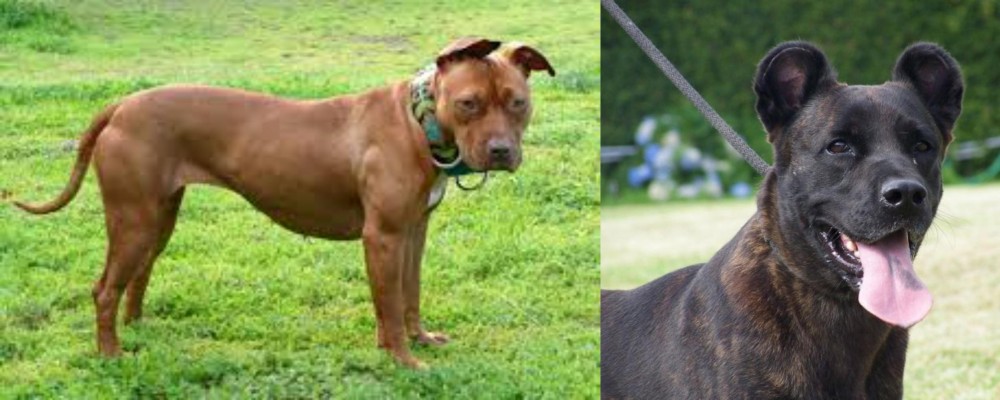 Cao Fila de Sao Miguel vs American Pit Bull Terrier - Breed Comparison