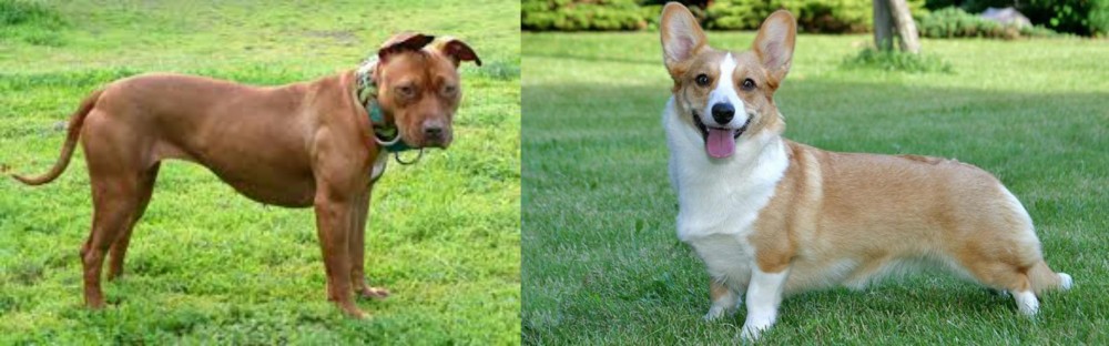 Cardigan Welsh Corgi vs American Pit Bull Terrier - Breed Comparison