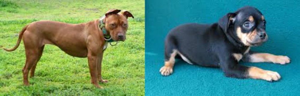 Carlin Pinscher vs American Pit Bull Terrier - Breed Comparison