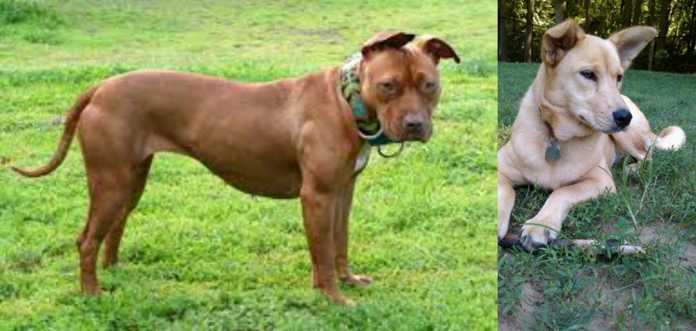 Carolina Dog vs American Pit Bull Terrier - Breed Comparison