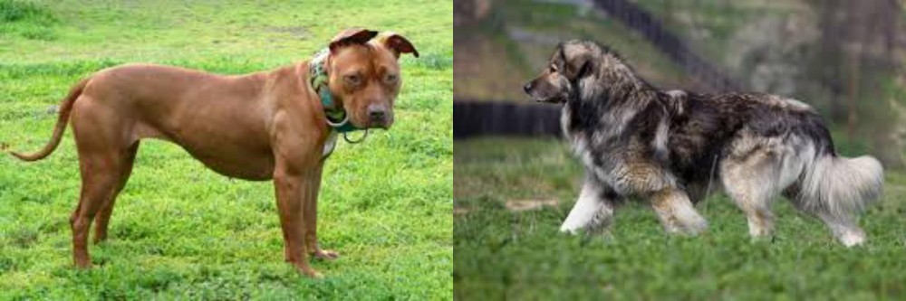 Carpatin vs American Pit Bull Terrier - Breed Comparison
