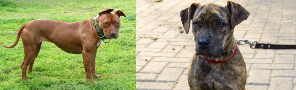Catahoula Bulldog vs American Pit Bull Terrier - Breed Comparison