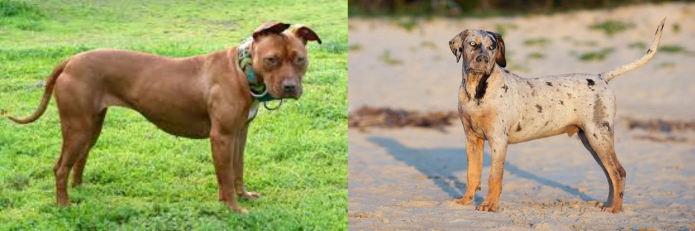 Catahoula Cur vs American Pit Bull Terrier - Breed Comparison