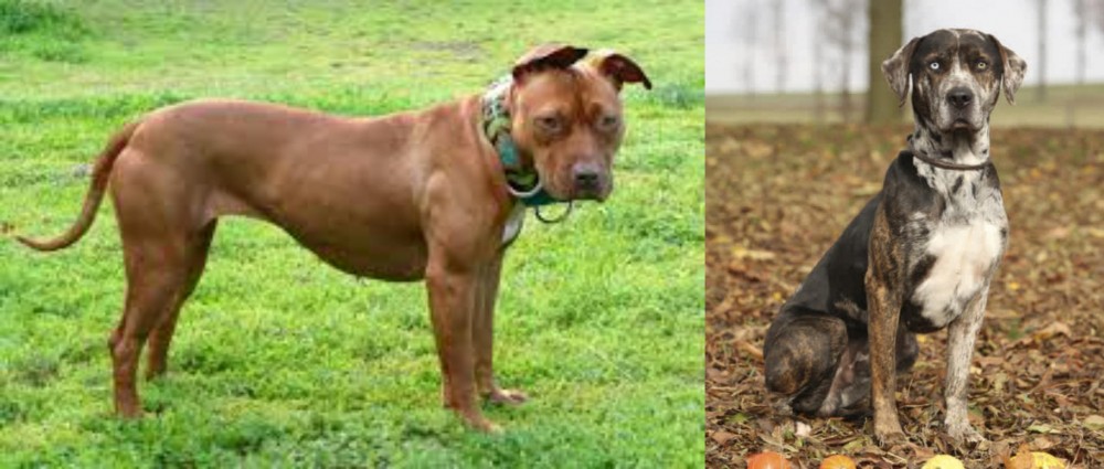 Catahoula Leopard vs American Pit Bull Terrier - Breed Comparison