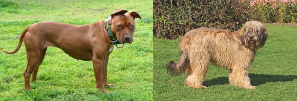 Catalan Sheepdog vs American Pit Bull Terrier - Breed Comparison
